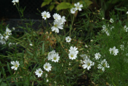 Cerastium arvenseAkkerhoornbloem bestellen